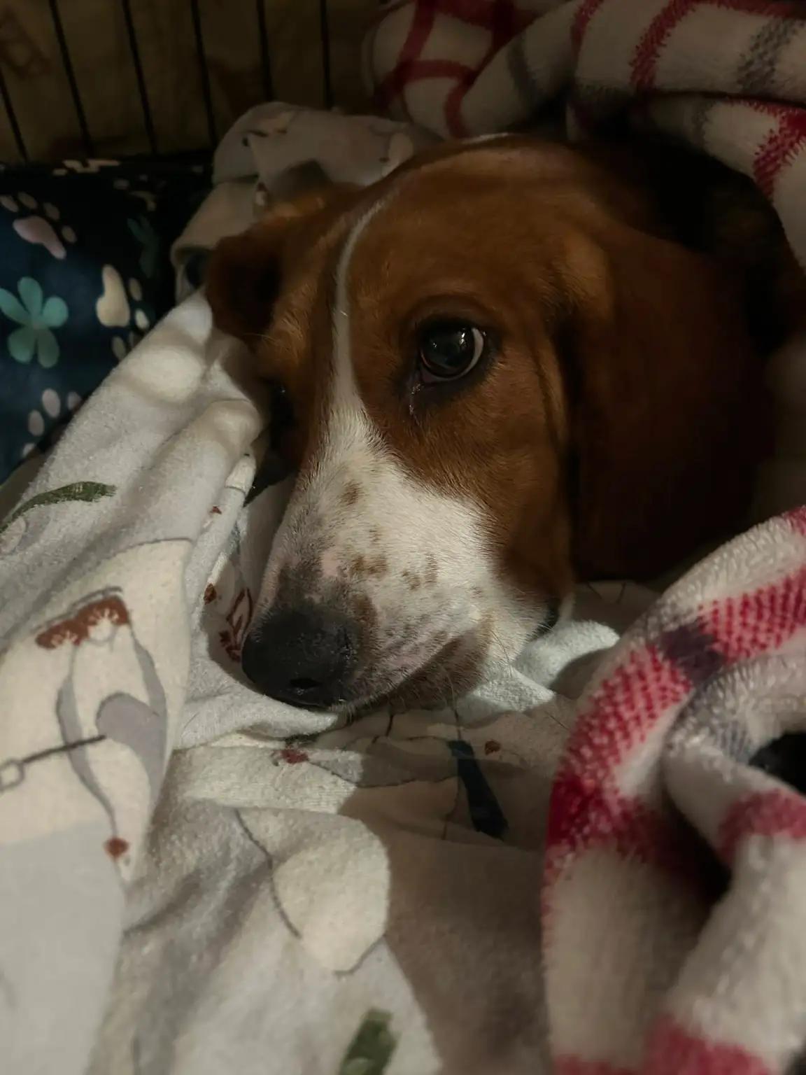 Droopy George, a ADOPTABLE Beagle in Waldorf, MD image 2/5