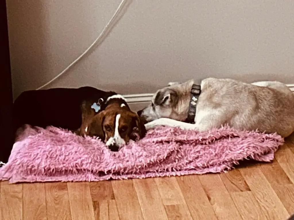 Droopy George, a ADOPTABLE Beagle in Waldorf, MD image 5/5