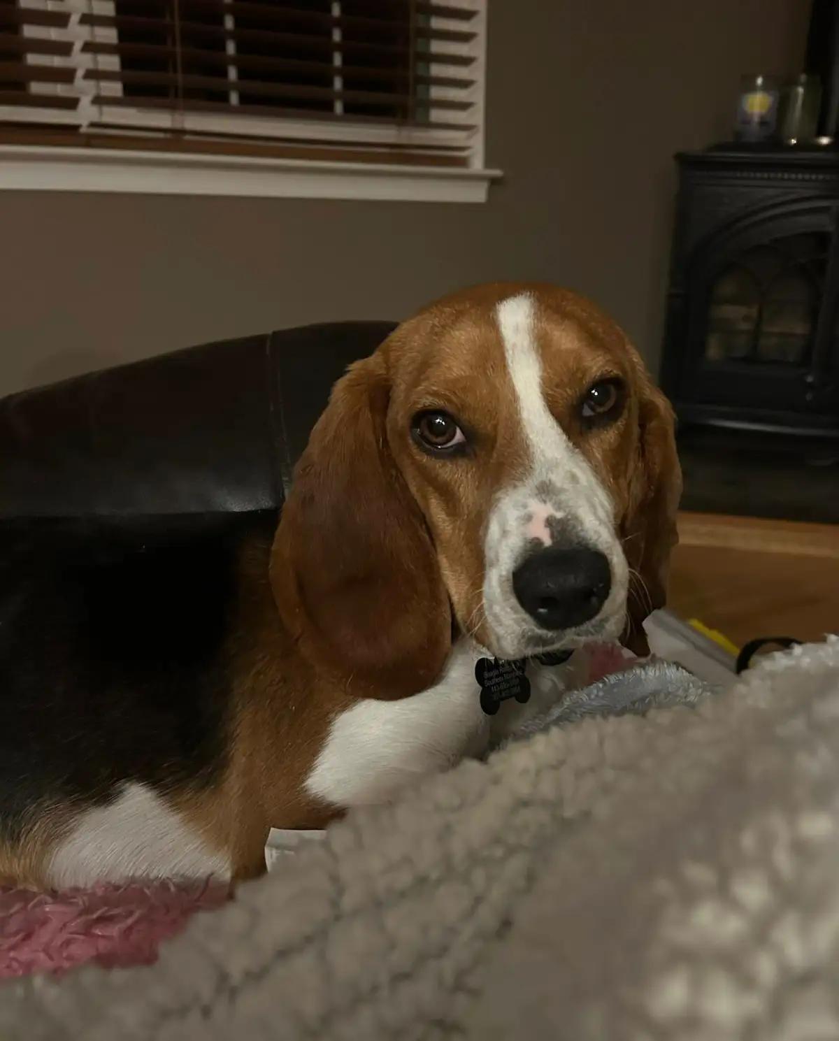 Droopy George, a ADOPTABLE Beagle in Waldorf, MD image 4/5