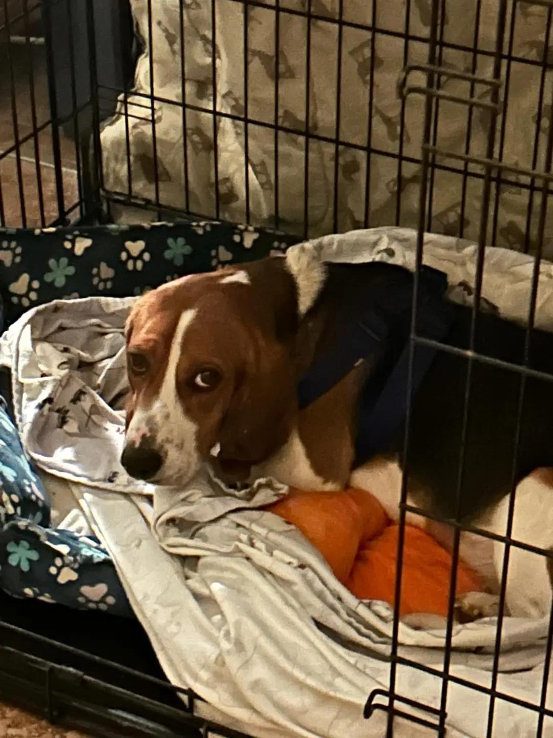 Droopy George, a ADOPTABLE Beagle in Waldorf, MD image 3/5