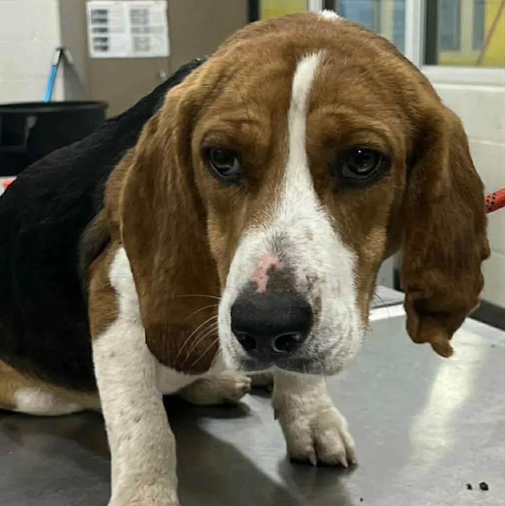 Droopy George, a ADOPTABLE Beagle in Waldorf, MD image 1/5