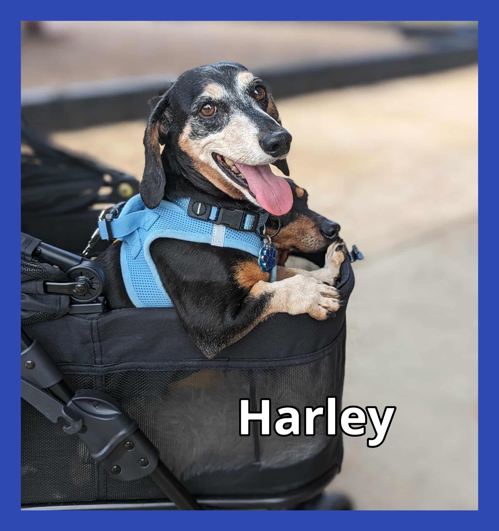 Enlarge Harley and Piper, a Adoptable Dachshund in Green Cove Springs, FL image 1/6