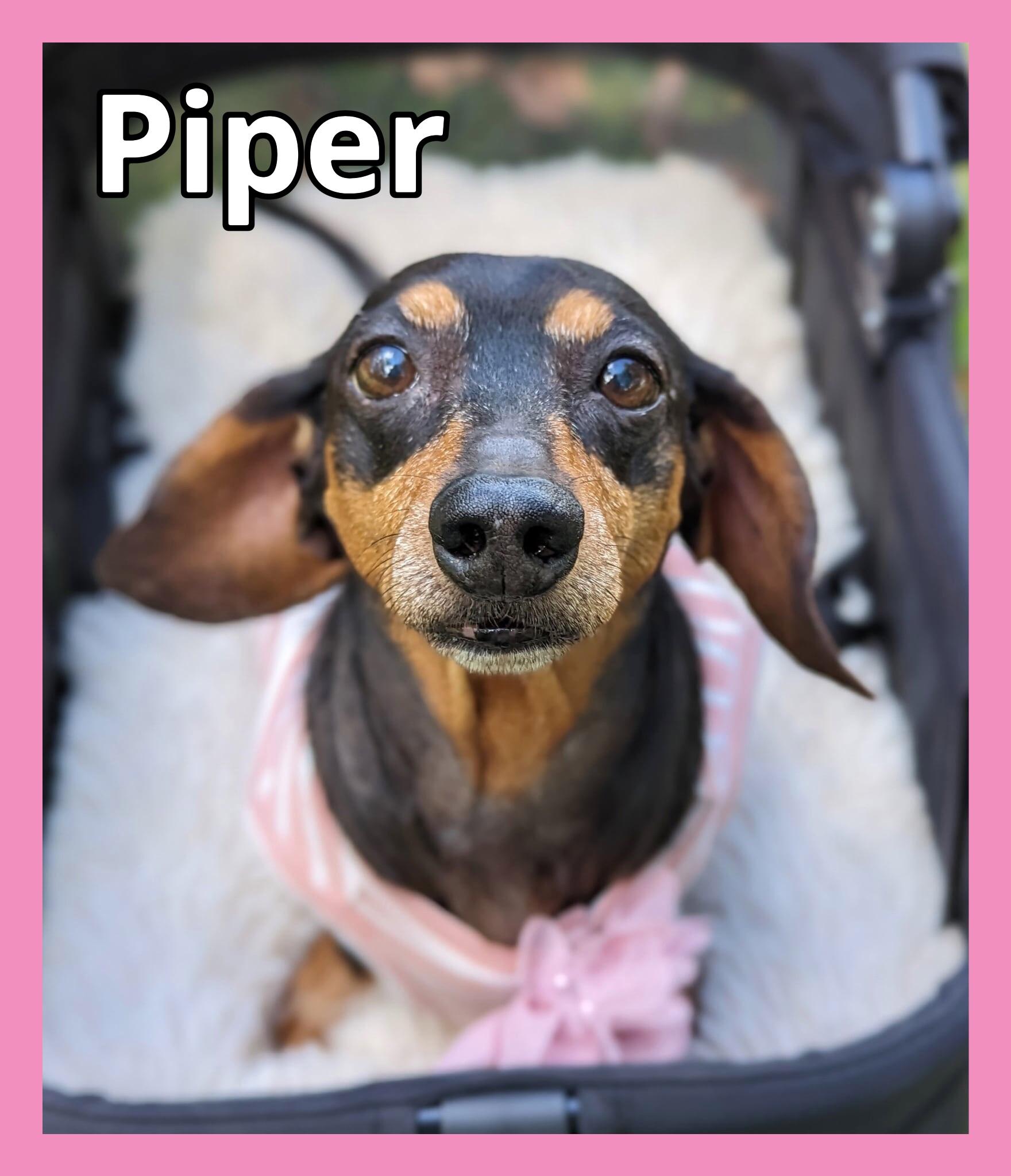 Enlarge Harley and Piper, a Adoptable Dachshund in Green Cove Springs, FL image 2/6