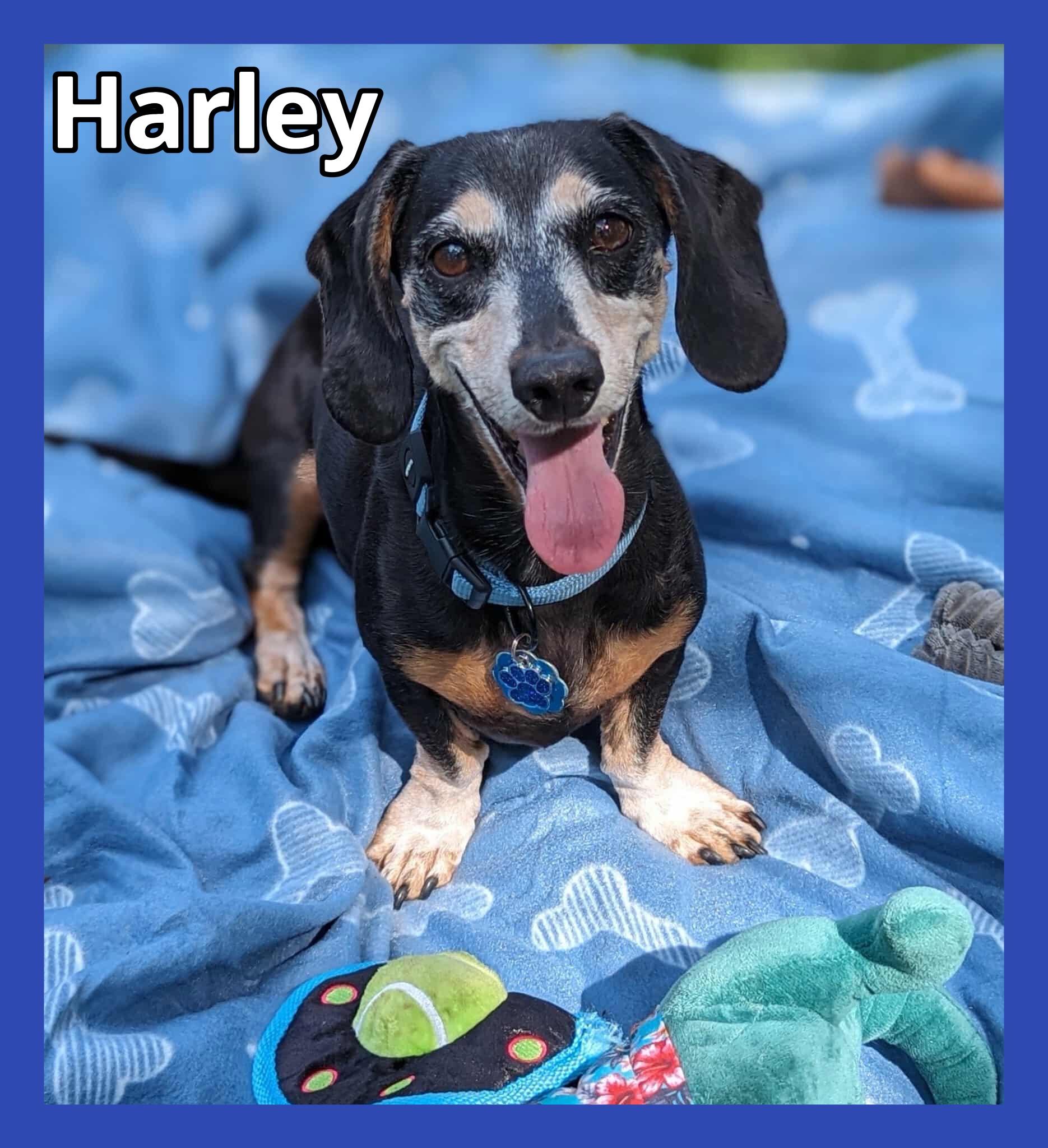 Enlarge Harley and Piper, a Adoptable Dachshund in Green Cove Springs, FL image 3/6
