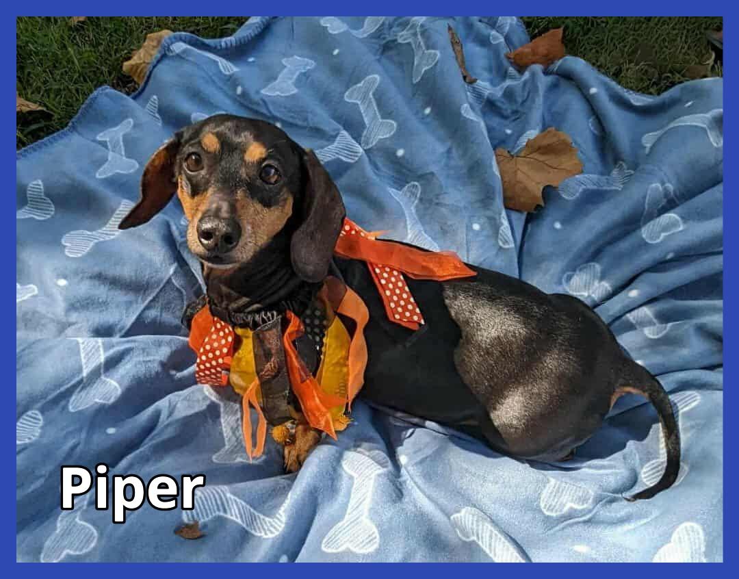 Enlarge Harley and Piper, a Adoptable Dachshund in Green Cove Springs, FL image 5/6