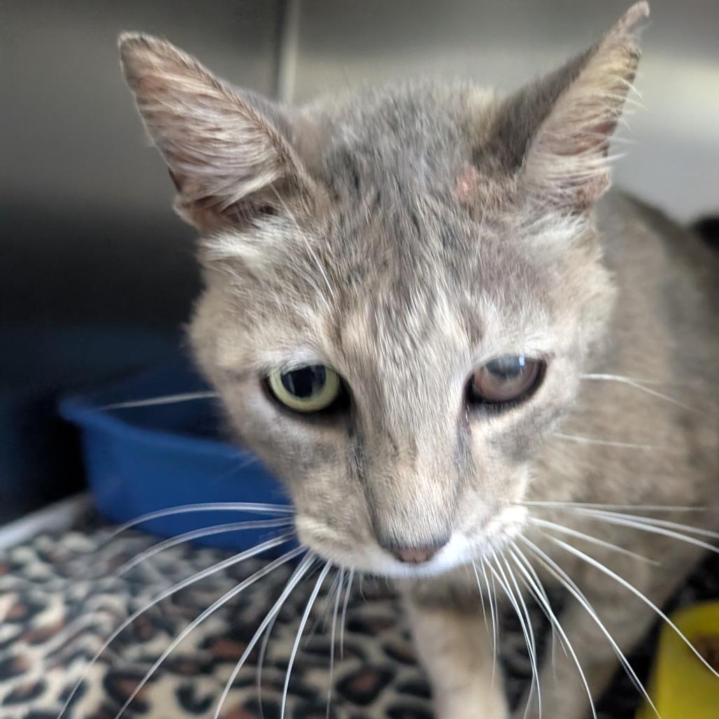 Baby Boy, Adoptable, Senior Male Domestic Short Hair.