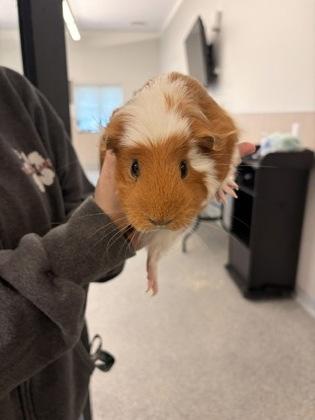 Margaret, Adoptable, Adult Female Guinea Pig.