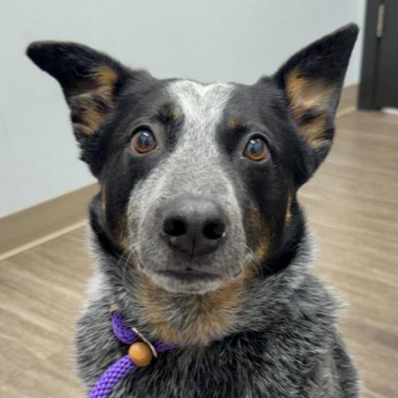 Merrick, Adoptable, Young Male Cattle Dog.