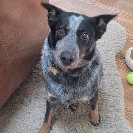 Enlarge Merrick, a Adoptable Cattle Dog in Coal City, IL image 4/6