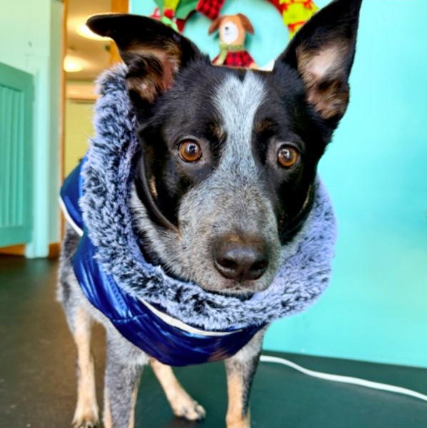 Enlarge Merrick, a Adoptable Cattle Dog in Coal City, IL image 2/6