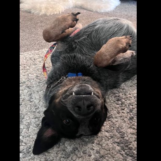 Enlarge Merrick, a Adoptable Cattle Dog in Coal City, IL image 5/6