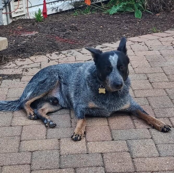 Enlarge Merrick, a Adoptable Cattle Dog in Coal City, IL image 3/6