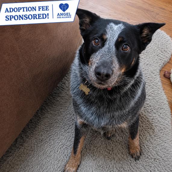 Merrick, a Adoptable Australian Cattle Dog / Blue Heeler in Coal City, IL image 4/6