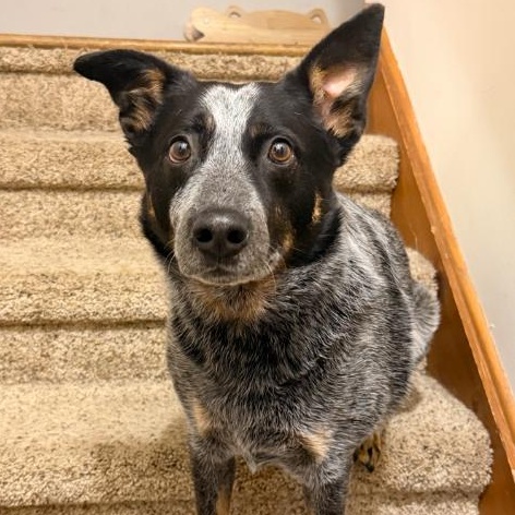 Enlarge Merrick, a Adoptable Cattle Dog in Coal City, IL image 6/6