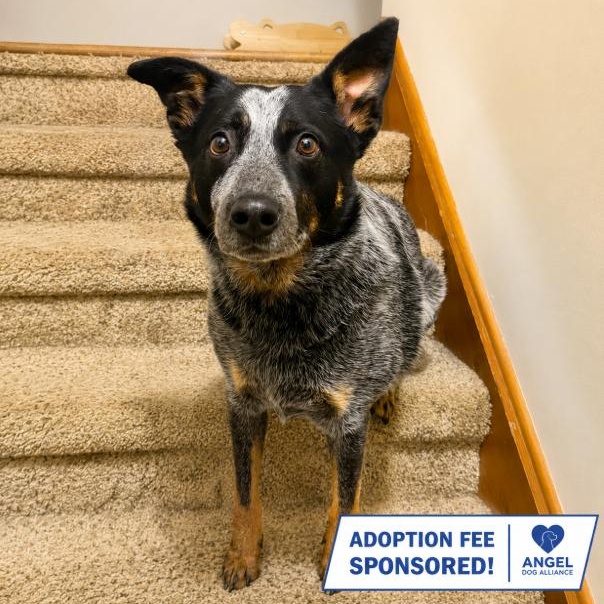 Merrick, Adoptable, Young Male Australian Cattle Dog / Blue Heeler.
