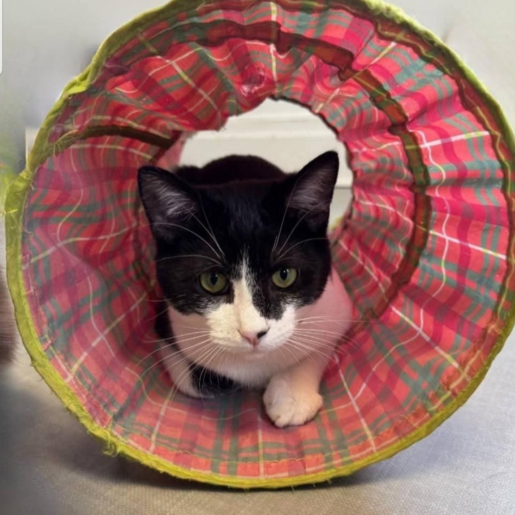 Enlarge Gobbler, a Adoptable Domestic Short Hair in Greensburg, PA image 5/6