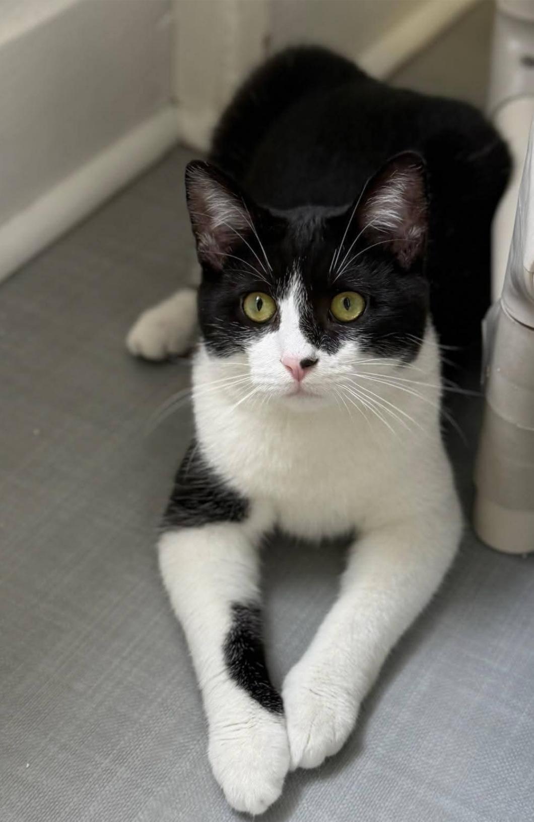 Enlarge Gobbler, a Adoptable Domestic Short Hair in Greensburg, PA image 2/6