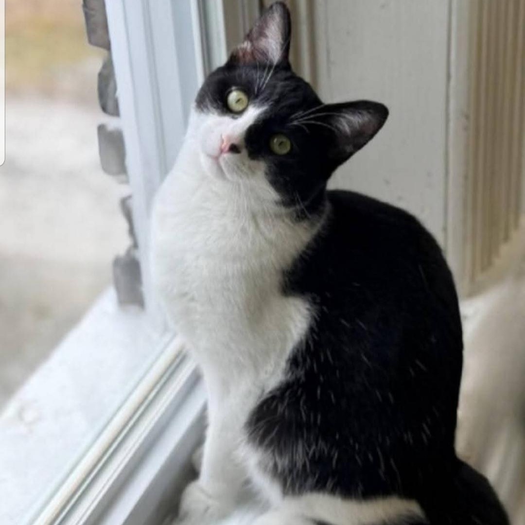 Enlarge Gobbler, a Adoptable Domestic Short Hair in Greensburg, PA image 4/6