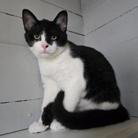 Gobbler, Adoptable, Young Male Domestic Short Hair.