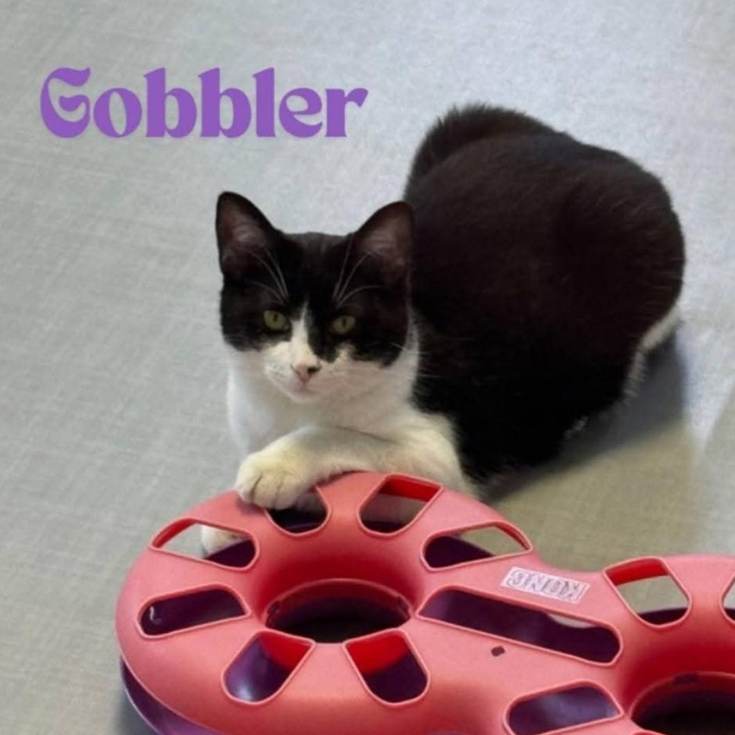 Enlarge Gobbler, a Adoptable Domestic Short Hair in Greensburg, PA image 1/6