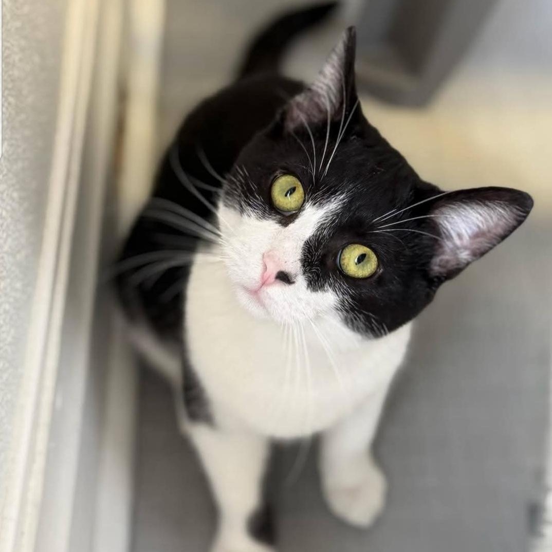 Enlarge Gobbler, a Adoptable Domestic Short Hair in Greensburg, PA image 3/6