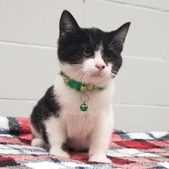 Enlarge Gobbler, a Adoptable Domestic Short Hair in Greensburg, PA image 3/3