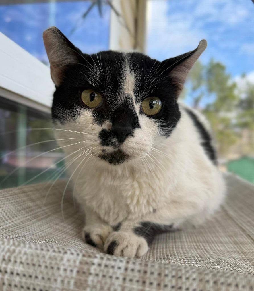 Enlarge Phantom, a Adoptable mixed breed in Kingsland, GA image 1/1