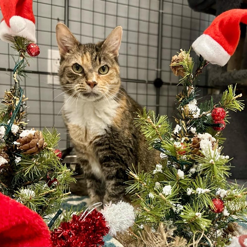 Bella, an adoptable Domestic Short Hair in Effingham, IL_image-1