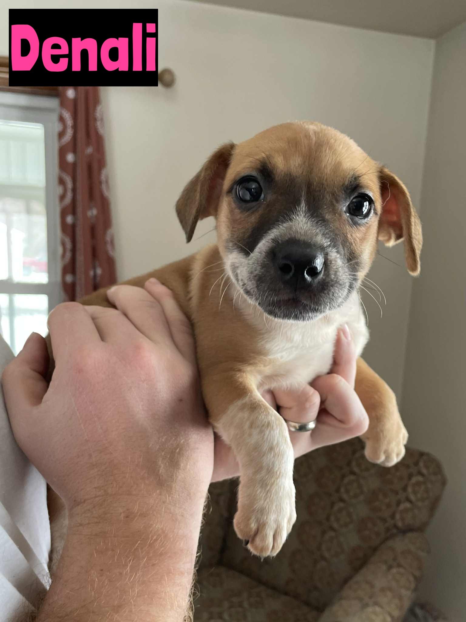 Enlarge Denali, a ADOPTABLE mixed breed in Grand Rapids, MI image 1/1