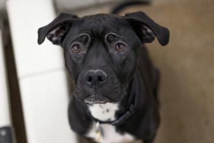 Onyx, Adoptable, Adult Female Pit Bull Terrier & Mixed Breed.