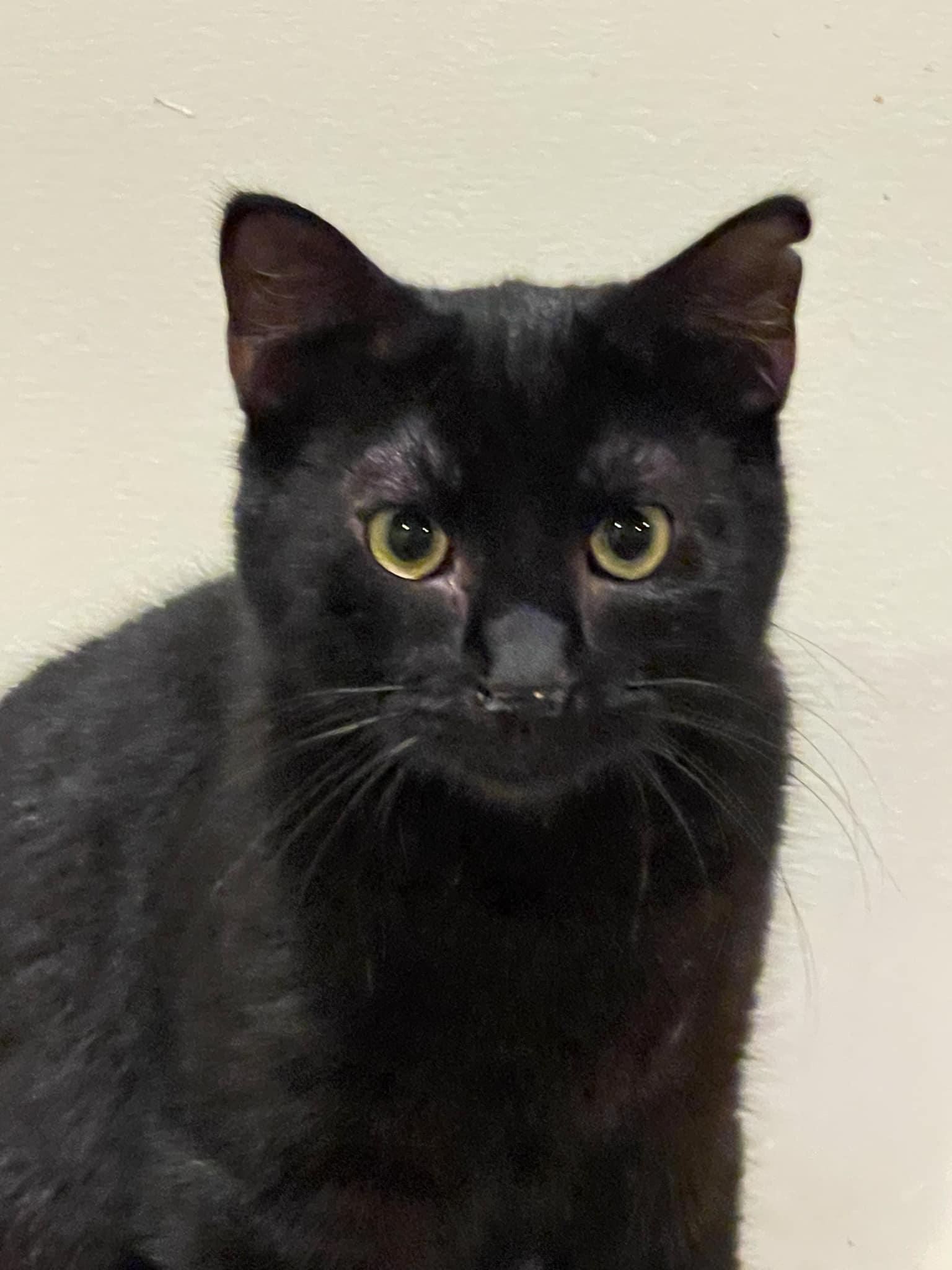 Mowgli and Bagheera, a Adoptable Domestic Short Hair in Little River, SC image 1/5