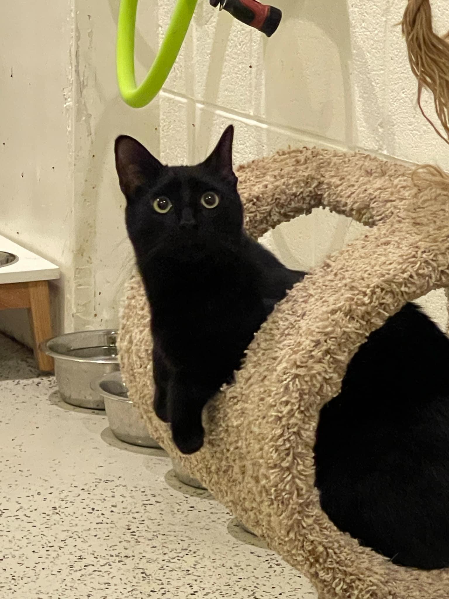 Mowgli and Bagheera, a Adoptable Domestic Short Hair in Little River, SC image 2/5