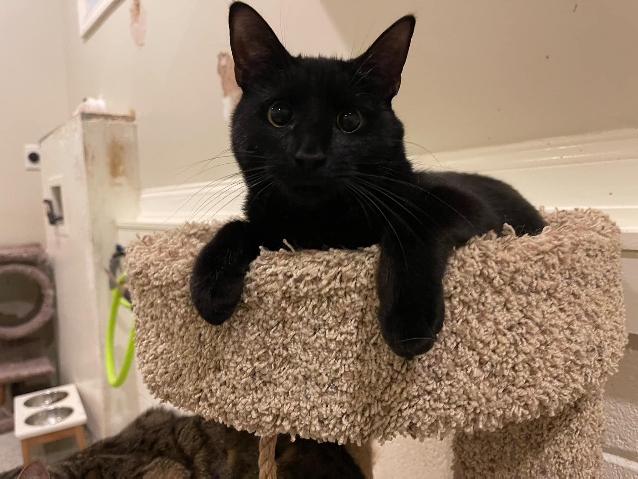 Mowgli and Bagheera, a Adoptable Domestic Short Hair in Little River, SC image 3/5