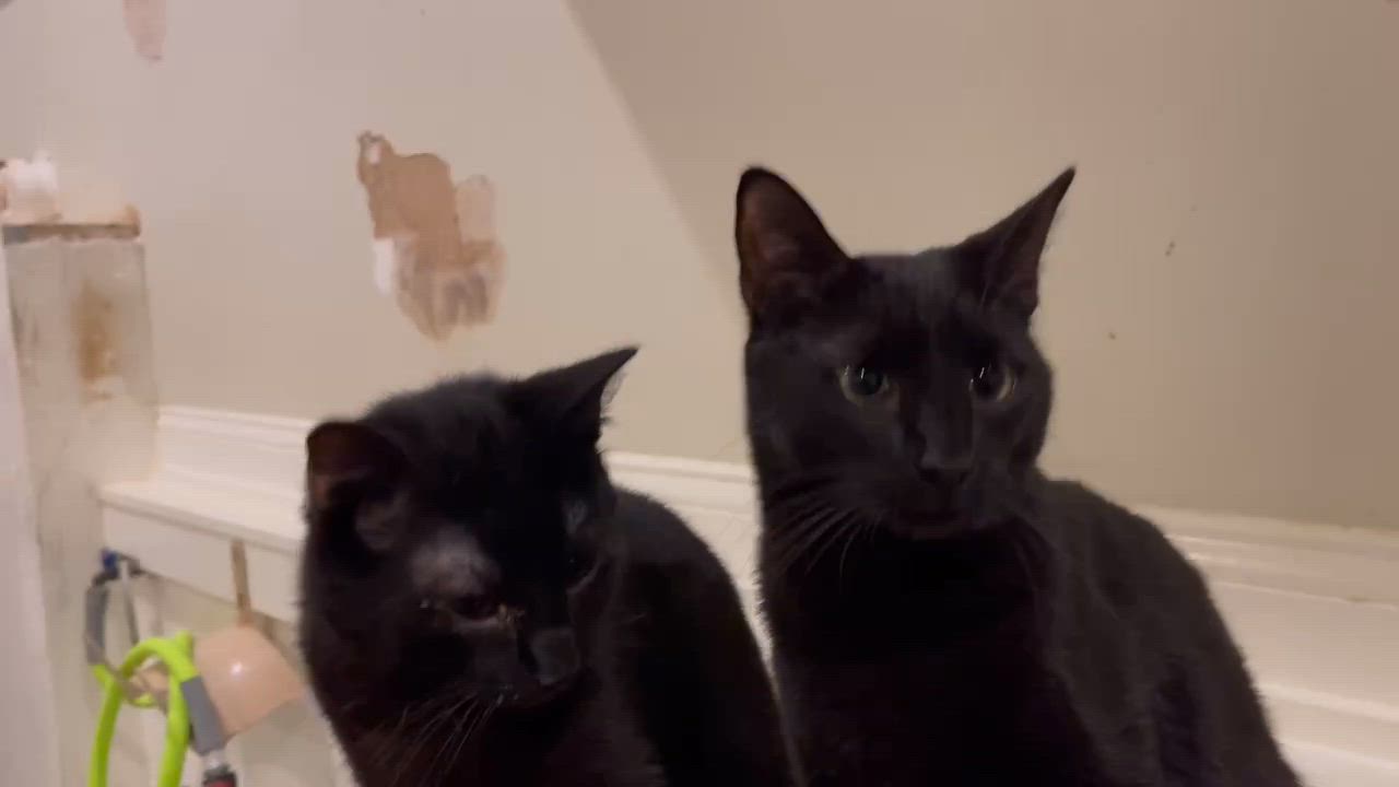 Enlarge Mowgli and Bagheera, a Adoptable Domestic Short Hair in Little River, SC video 4/5