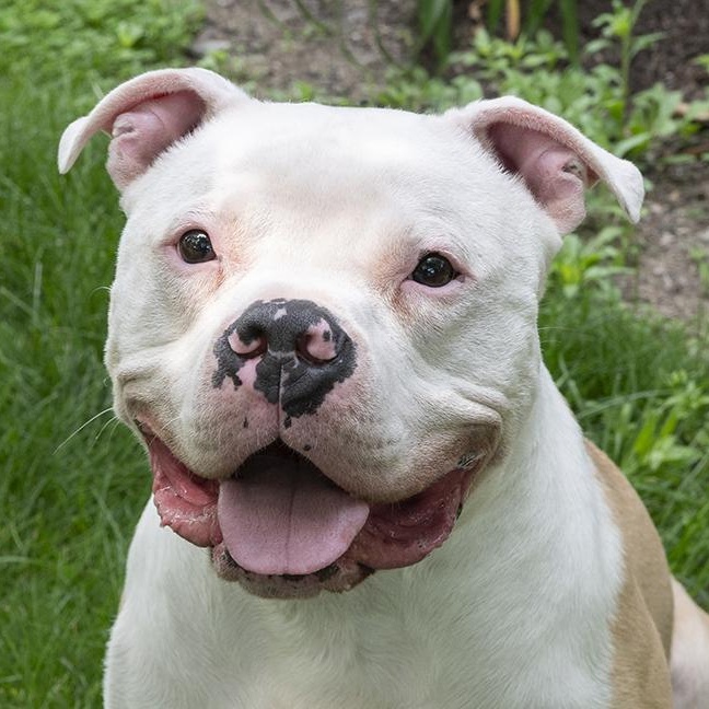 Romeo, ADOPTABLE, Adult Male American Bulldog & Pit Bull Terrier.