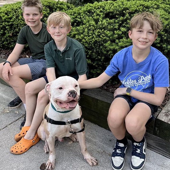 Enlarge Romeo, a ADOPTABLE mixed breed in Westchester, IL image 4/4