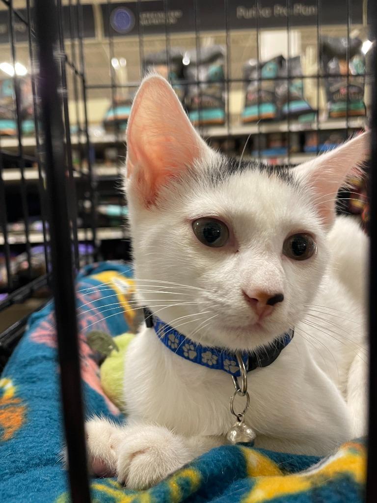 Daisy *IN FOSTER*, Adoptable, Kitten Female Domestic Medium Hair.