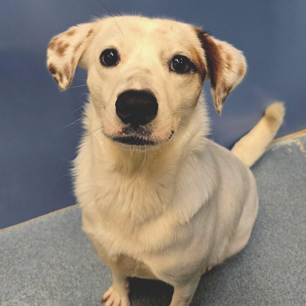 Enlarge Sierra, a ADOPTABLE Mixed Breed in Chicago, IL image 2/4