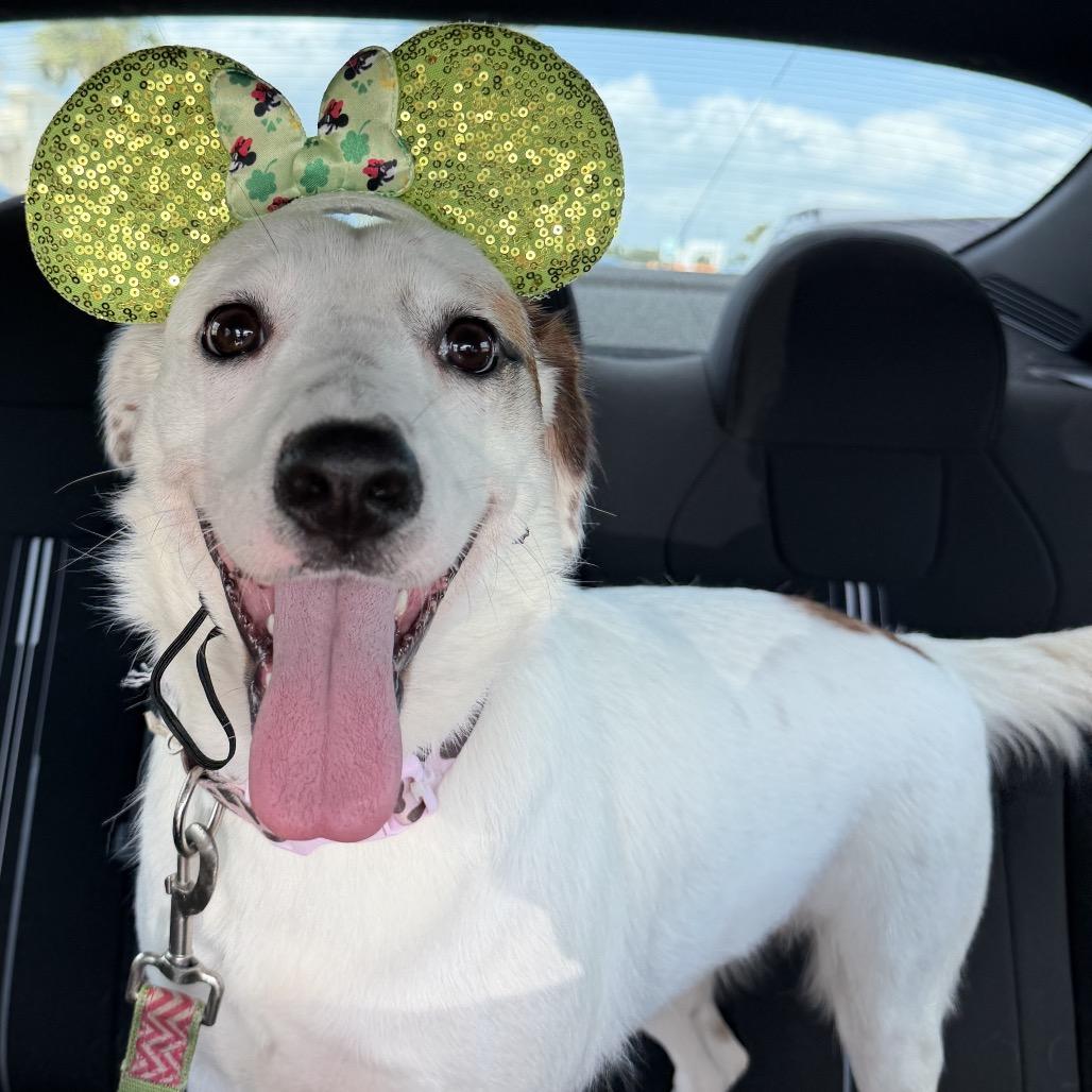 Enlarge Sierra, a ADOPTABLE Mixed Breed in Chicago, IL image 3/4