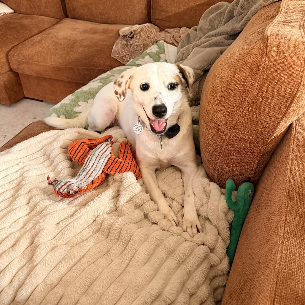 Enlarge Sierra, a ADOPTABLE Mixed Breed in Chicago, IL image 4/4