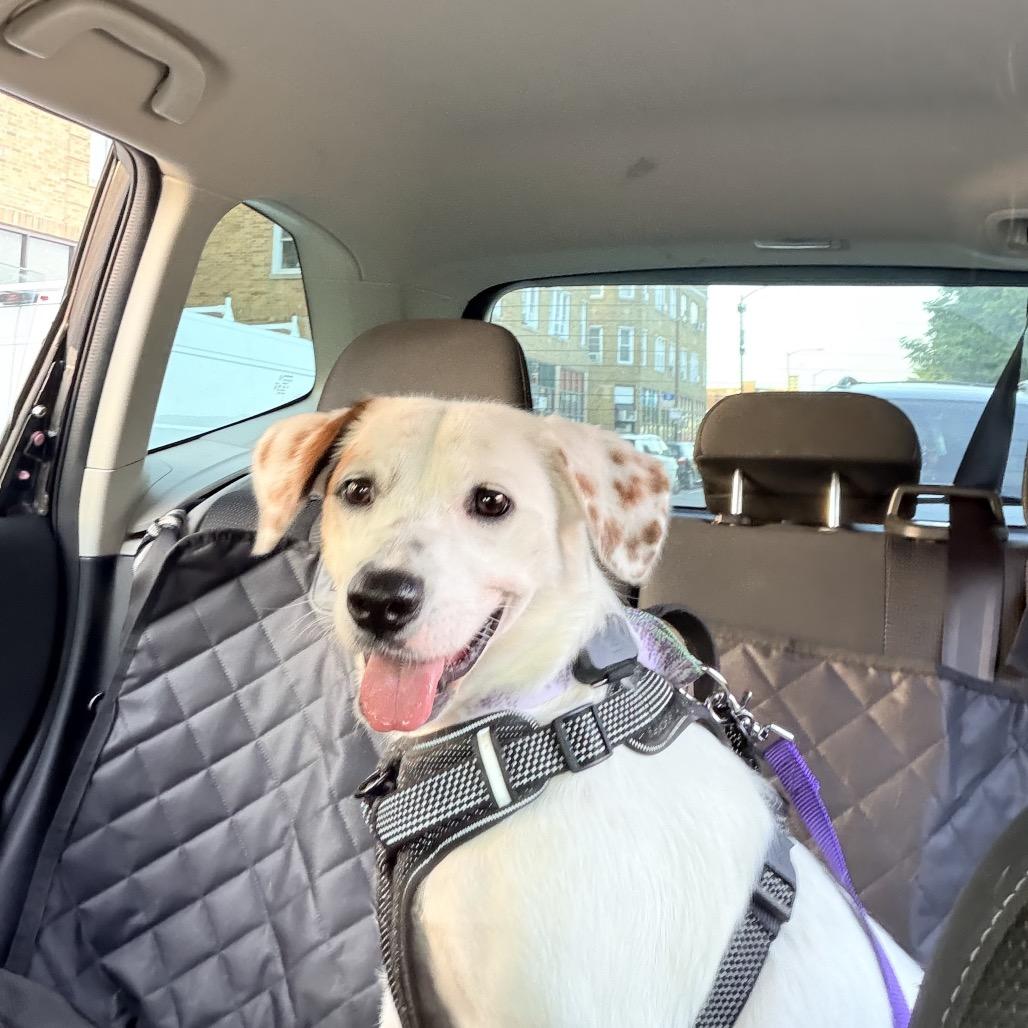 Enlarge Sierra, a ADOPTABLE Mixed Breed in Chicago, IL image 1/4