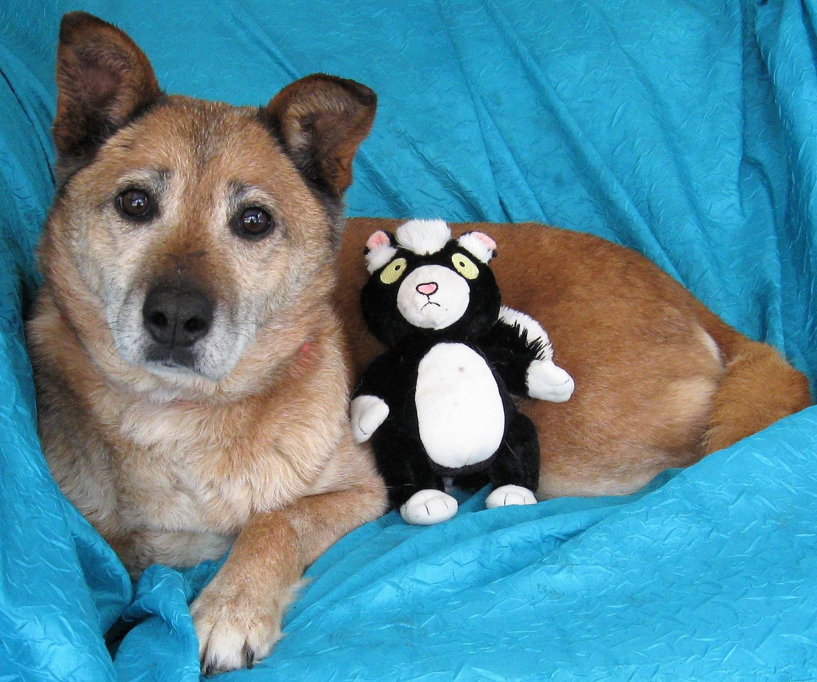 Pumpkin, Adopted, Senior Female Yellow Labrador Retriever & Shepherd.