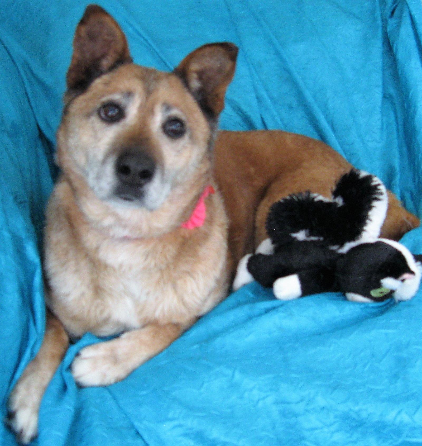 Enlarge Pumpkin, a Adopted mixed breed in Cuba, NY image 2/3