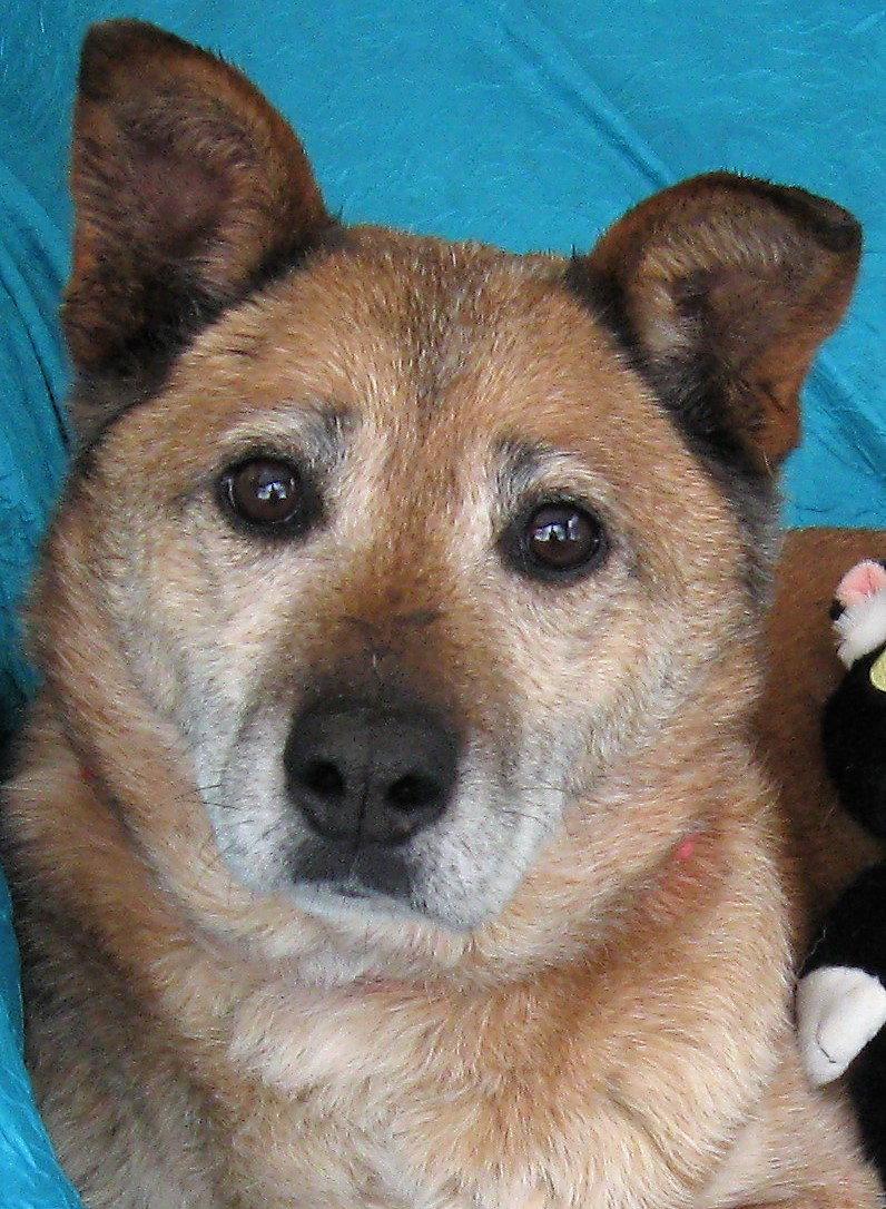 Enlarge Pumpkin, a Adopted mixed breed in Cuba, NY image 3/3
