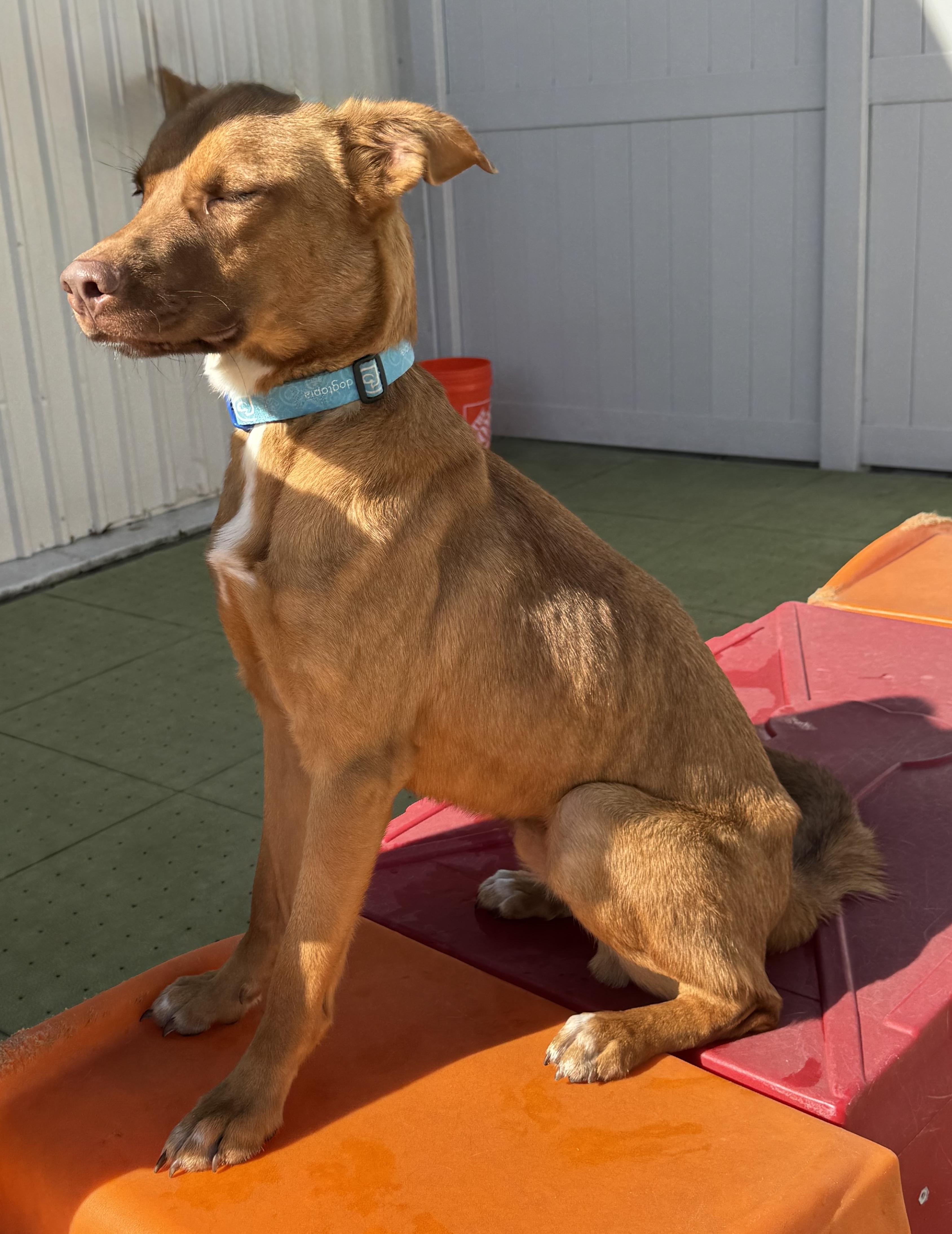 Redding — thumbnail 2