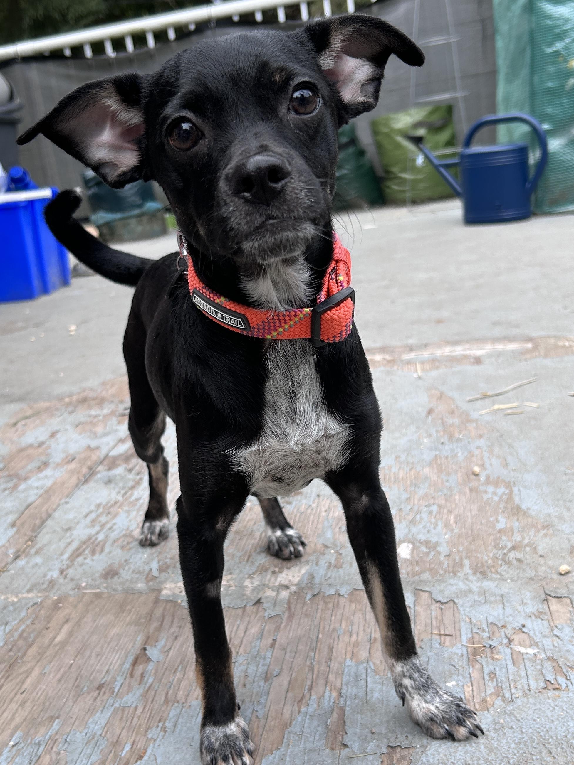 Fiona, a ADOPTABLE Chihuahua in BURNABY, BC image 1/2