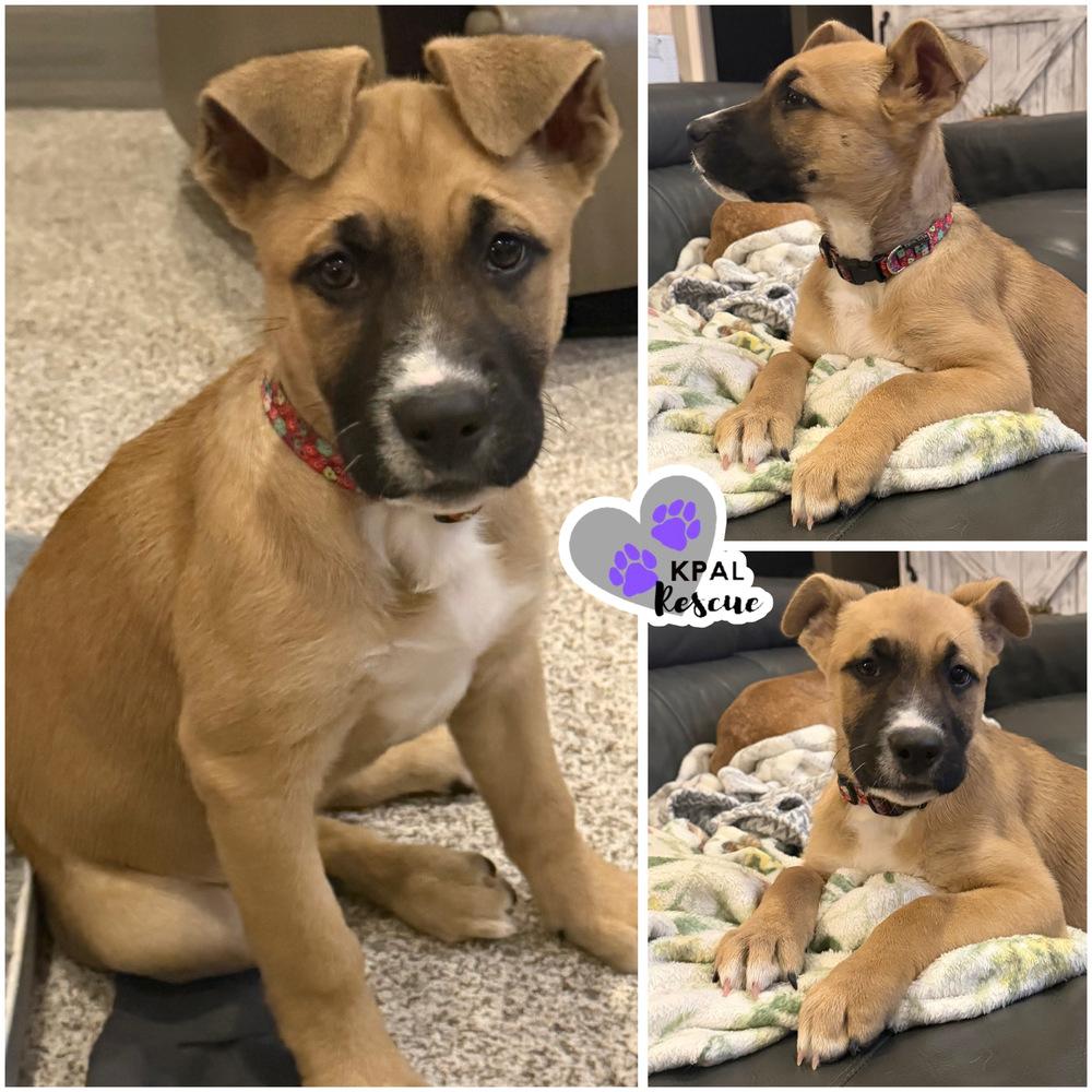 Anastasia - Disney Royalty Litter, Adoptable, Puppy Female American Bulldog & German Shepherd Dog.