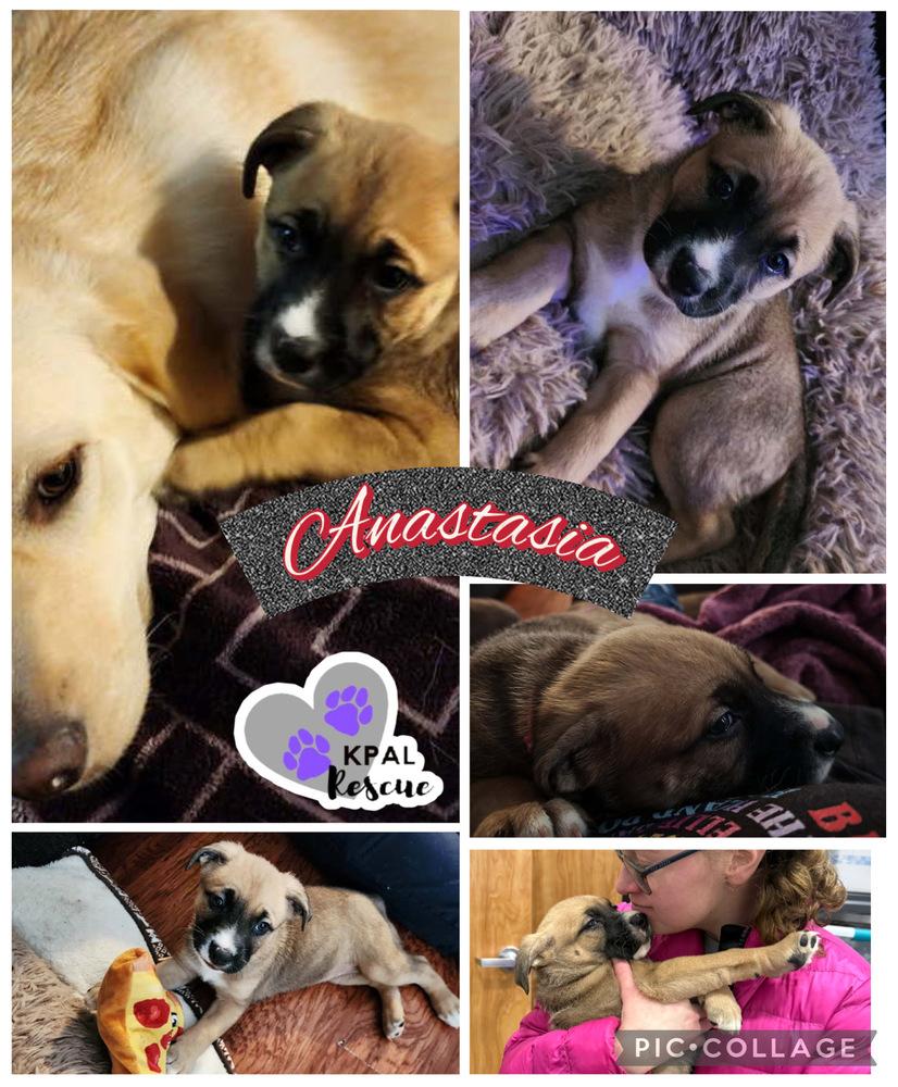 Anastasia - Disney Royalty Litter, Adoptable, Puppy Female American Bulldog & German Shepherd Dog.