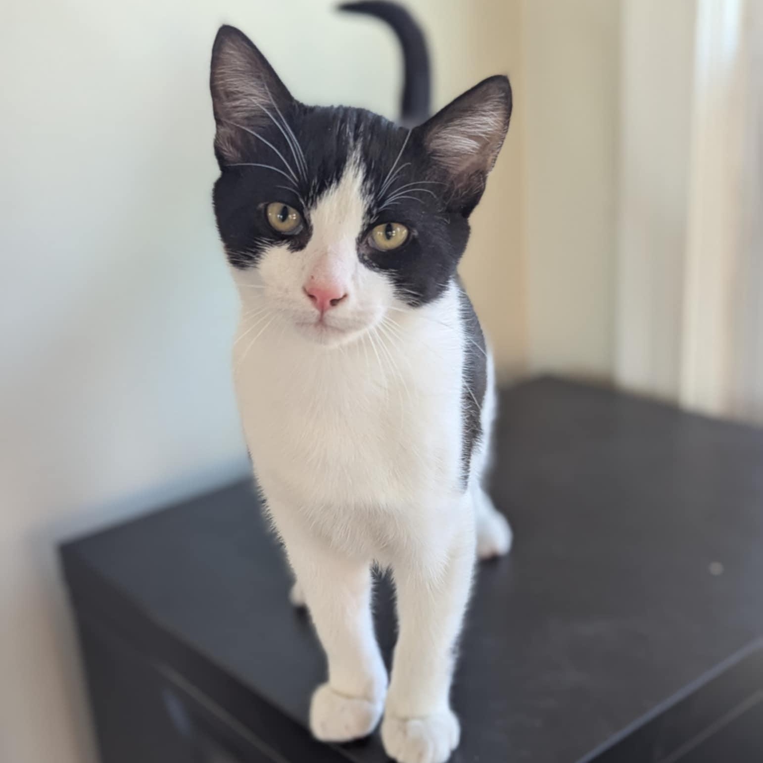 The Mayor, Adoptable, Kitten Male Domestic Short Hair.