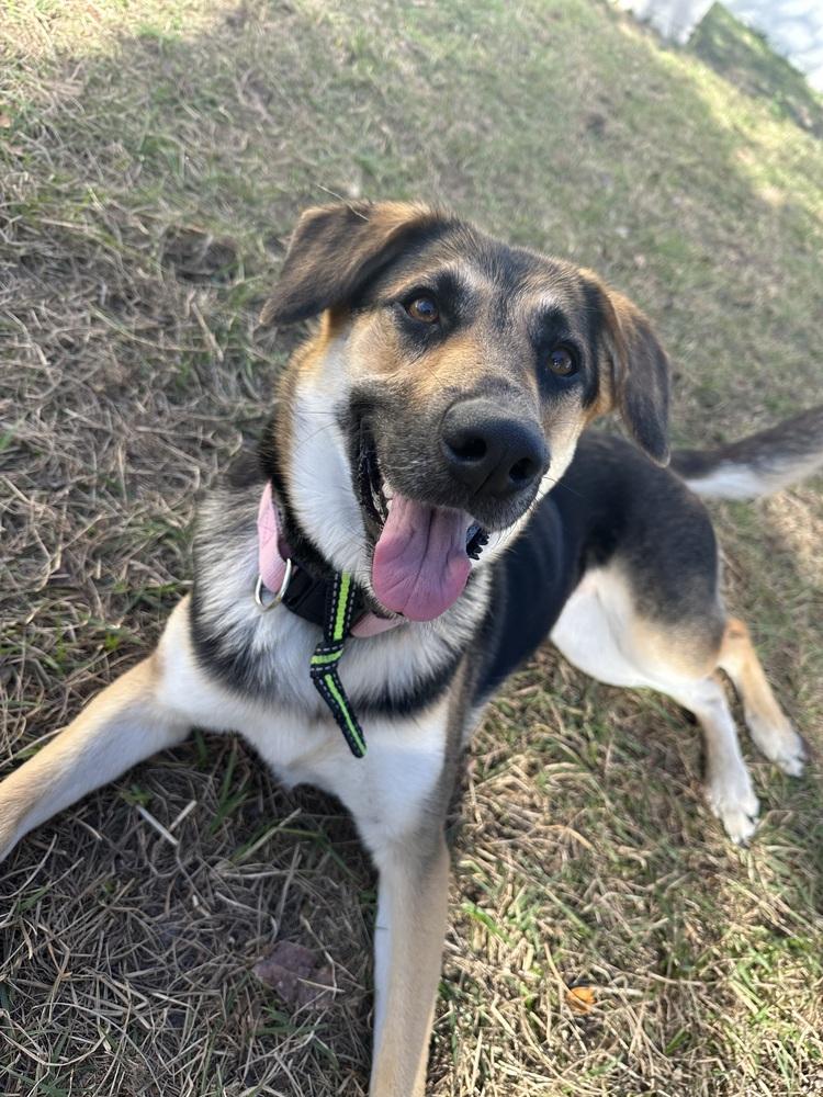 Bailey, Adoptable, Adult Female German Shepherd Dog.